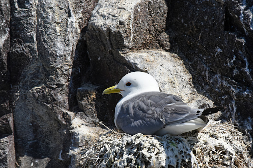 puffin (fratercula arctica) bird from the bird cliffs of latrabjarg, iceland