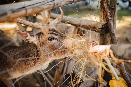 Deer with antlers eating food from the hands of a woman.