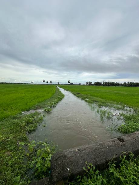 istock A big water canal located within paddy field. 1864397599