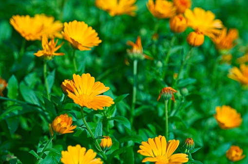 Field of Wild Marigolds