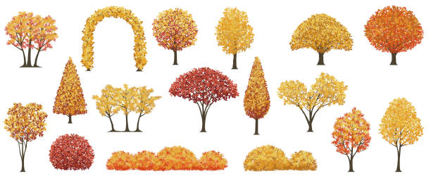 illustrazioni stock, clip art, cartoni animati e icone di tendenza di alberi e arbusti in autunno set di illustrazioni vettoriali a colori. - oak tree treelined tree single object