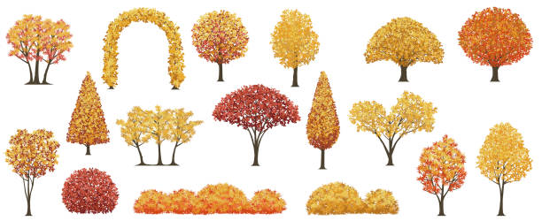 деревья и кустарники осенью цветной векторный набор иллюстраций. - oak tree treelined tree single object stock illustrations