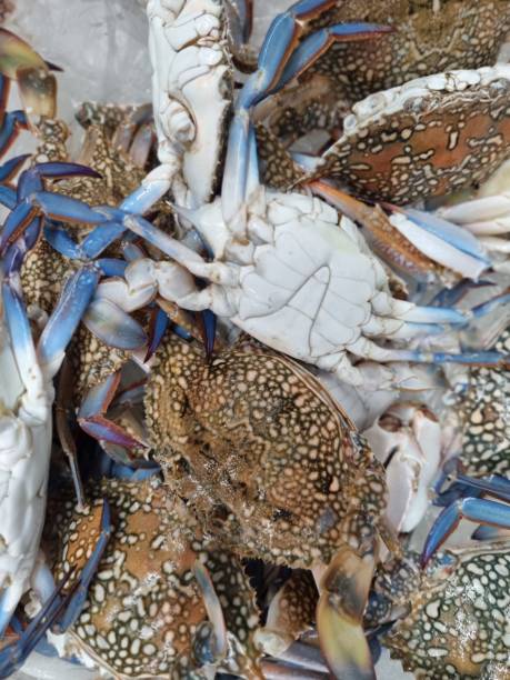 Blue crab at the fish market