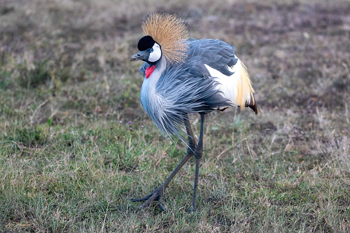 A crowned cranes feeding in the Masai Mara National Park plains – Kenya