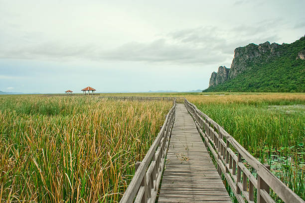 istock Wooden bridge across swamp 186440156