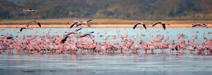 Ready to go - A large group of lesser flamingos at sunrise with some birds in flight in Lake Elementaita with beautiful light panoramic view - Kenya