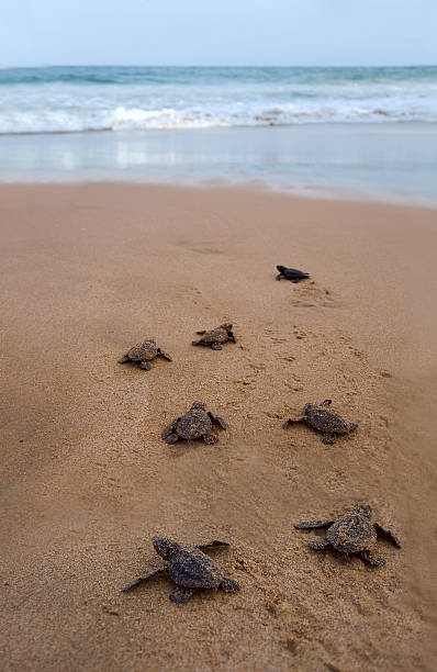 baby-schildkröten machen sie den weg zum meer - turtle young animal beach sea life stock-fotos und bilder