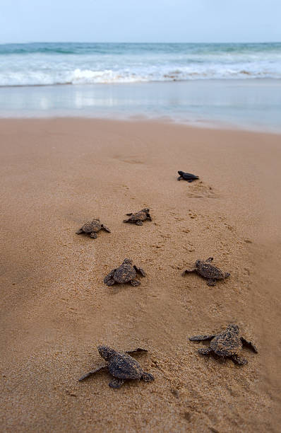 ребенок черепахи, что делает его путь к океану - turtle young animal beach sea life стоковые фото и изображения