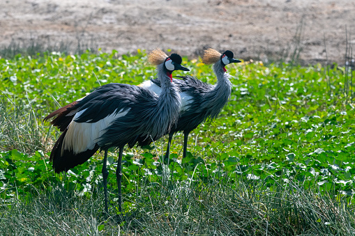 A pair of crowned cranes dancing in NgoroNgoro Crater National Park – Tanzania