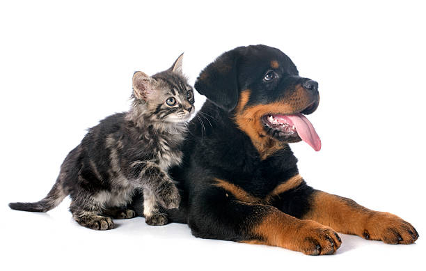 istock puppy rottweiler and kitten 186440239