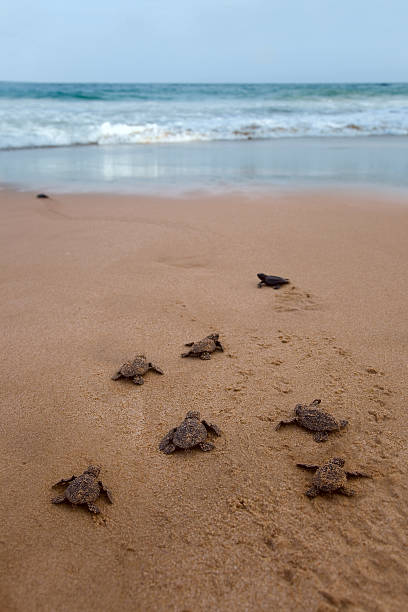 istock Newly hatched baby Loggerhead  turtle toward the ocean 186440287