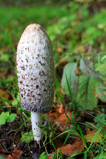 Several orange cap boletus mushrooms growing in fertile soil in the forest with dry leaves and grass against group of pinetrees