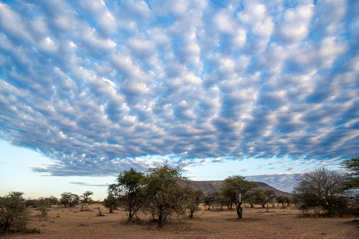 Beautiful panorama of Serengeti plains with savannah sky and clouds and trees panoramic view  – Tanzania