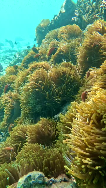 Clownfish just below the surface of the water on a Maldivian island