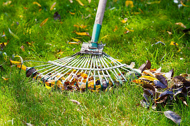 istock cleaning green lawn from fallen leaves 186440546