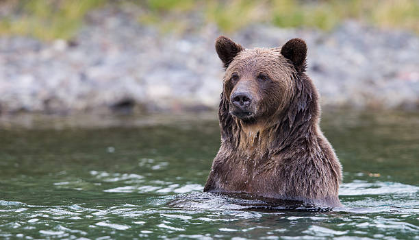 istock Grizzly fishing 186440554