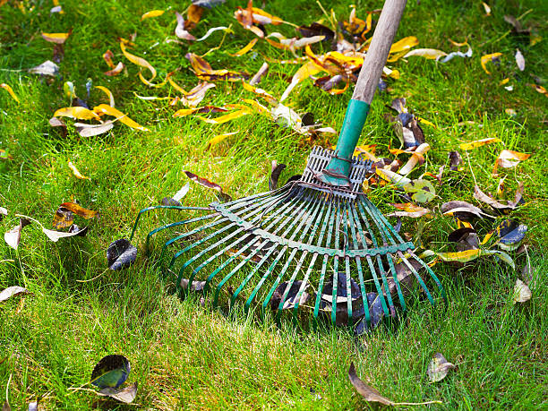 istock cleaning green lawn by rake 186440573
