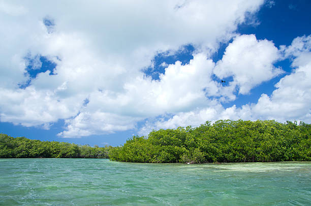 istock mangrove trees in sea 186440630