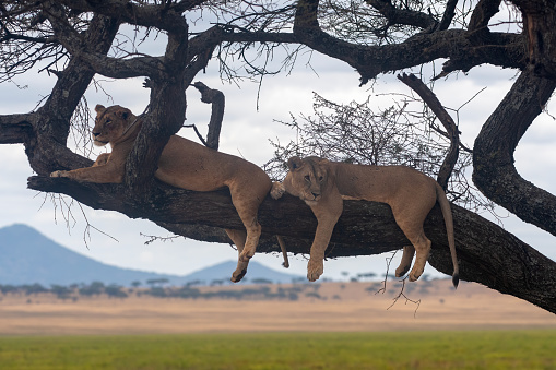 Resting - A lioness sleeping on a tree with an African landscape in the background in Tarangire National Park - Tanzania