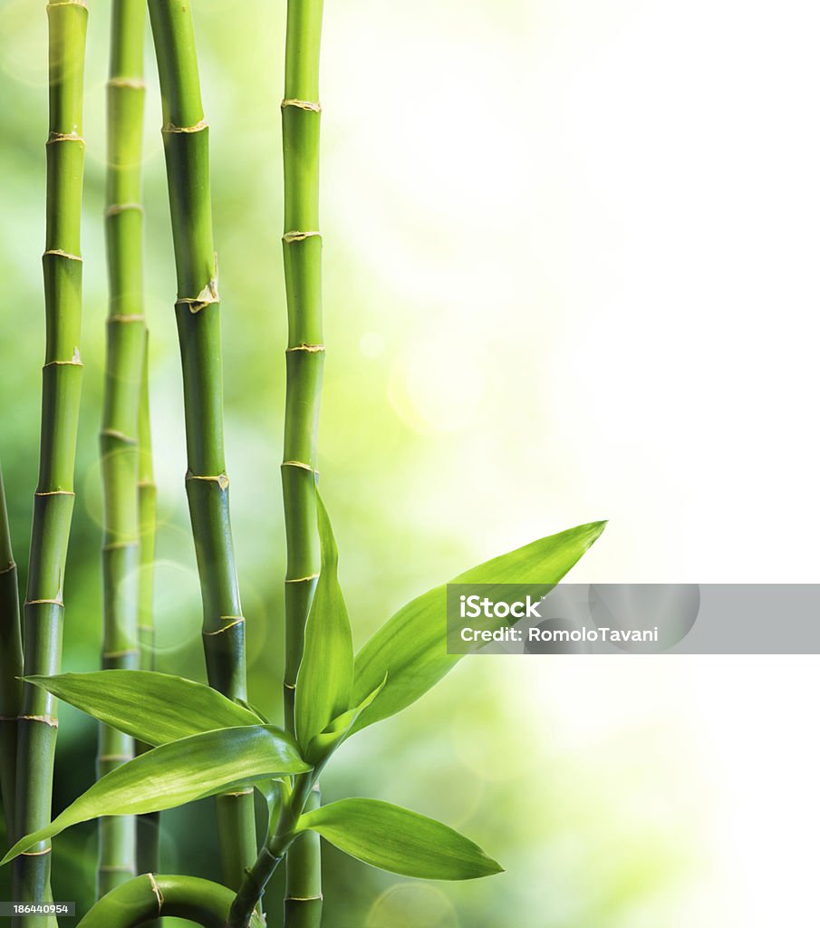 many bamboo stalks and light beam branches of green bamboo for spa background Bamboo - Plant Stock Photo
