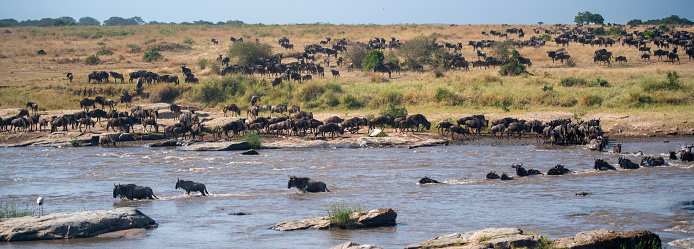 The crossing - Wildebeest and zebras crossing the Masai River during the great migration in Serengeti National Park panoramic view – Tanzania