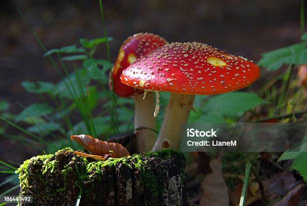 Agárico Mosca Foto de stock y más banco de imágenes de Aire libre - Aire libre, Amanita parcivolvata, Bosque