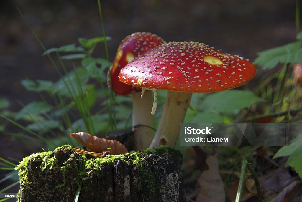 agaric fly - Photo de Amanite parcivolvata libre de droits