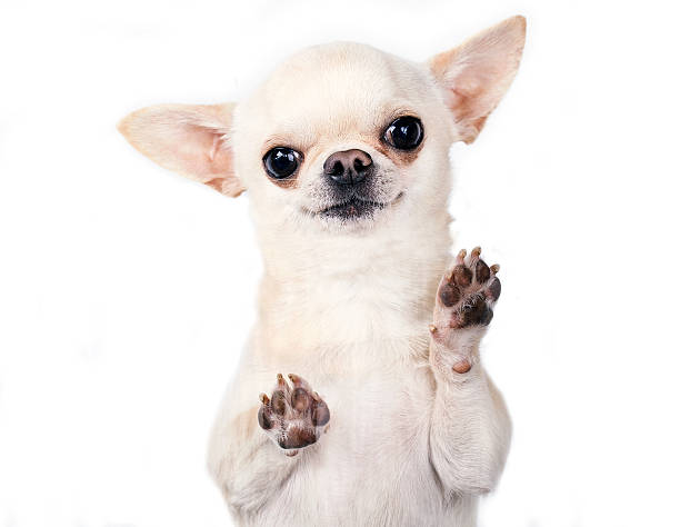 funny chihuahua cute small dog standing and looking at camera animal leg photos stock pictures, royalty-free photos & images