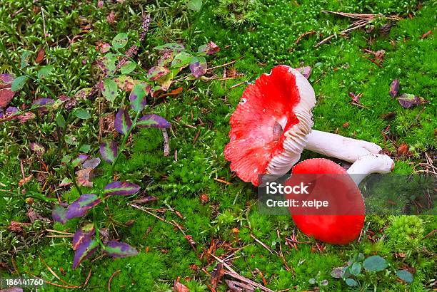 Photo libre de droit de Deux Champignons Rouges Dans Lherbe banque d'images et plus d'images libres de droit de Amanite tue-mouche - Amanite tue-mouche, Champignon comestible, Chercher