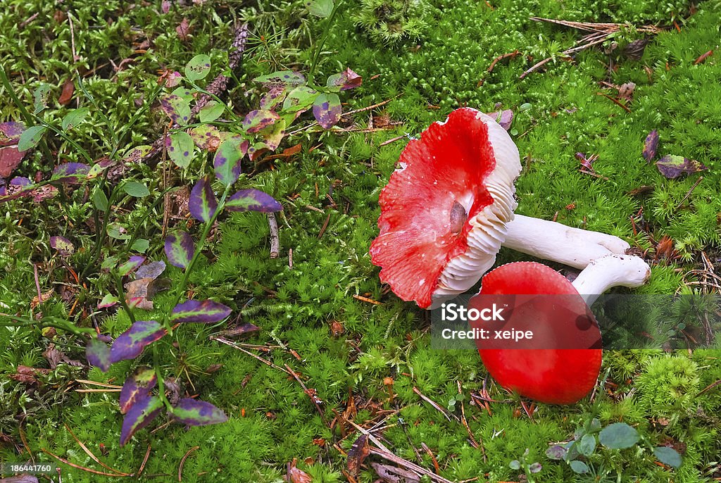 Dois vermelho cogumelos na relva - Royalty-free Cogumelo Comestível Foto de stock