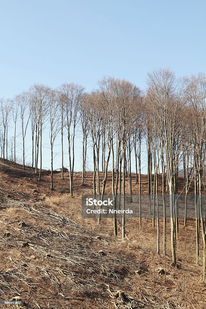 La connexion - Photo de Arbre libre de droits