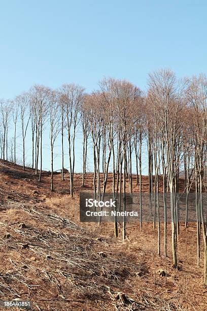 Logging - Fotografie stock e altre immagini di Albero - Albero, Ambientazione esterna, Ambiente