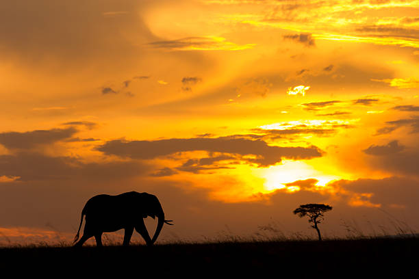 silhouette di elefanti in africa, in un cielo nuvoloso al tramonto - masai mara national reserve sunset africa horizon over land foto e immagini stock