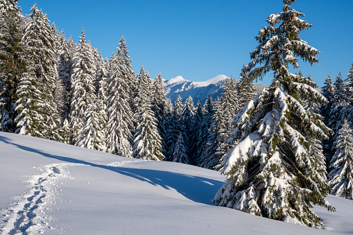 Beautiful winter landscape in Tyrol Austria.  Snowfield, tracks in the snow. Snow-covered fir trees. Blue cloudless sky.  View of Geigelstein and Mühlhörndl
