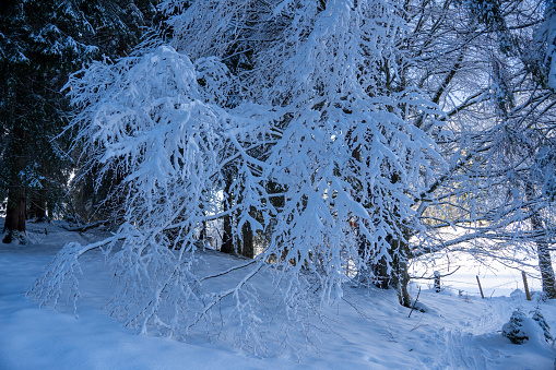 Close-up of snow-covered branches in winter landscape