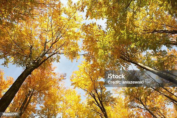 Autumn ハンの木 - まぶしいのストックフォトや画像を多数ご用意 - まぶしい, イルミネーション, オレンジ色