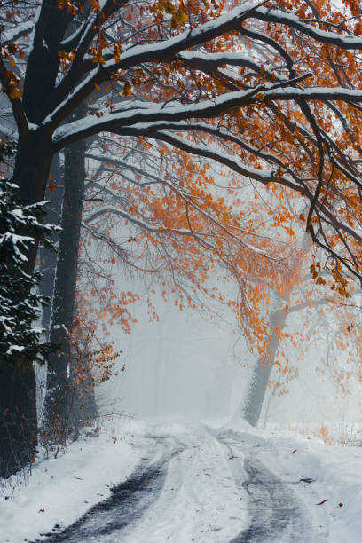 istock Winter landscape in the morning 1864424988