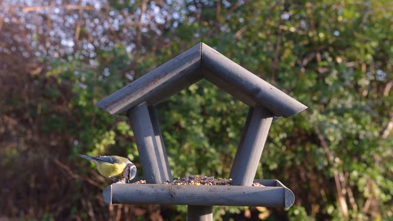 Bird feeder in garden