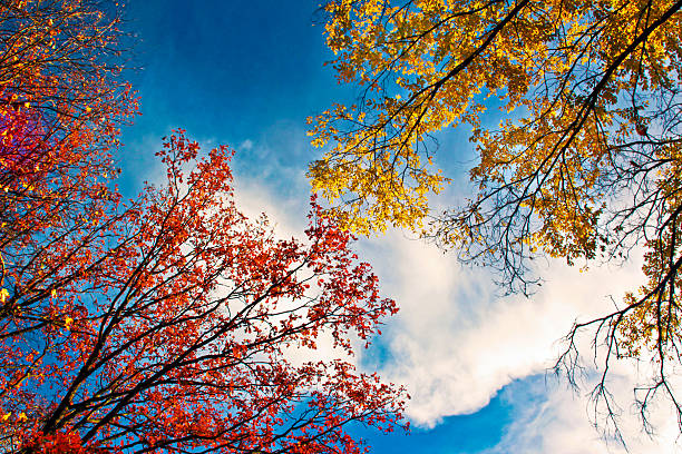 Golden autumn landscape with deciduous trees against the sky in Sunny weather.