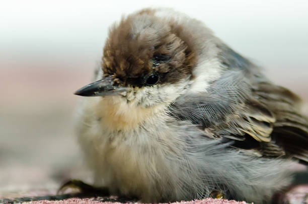 linda little baby bird - chirrup fotografías e imágenes de stock