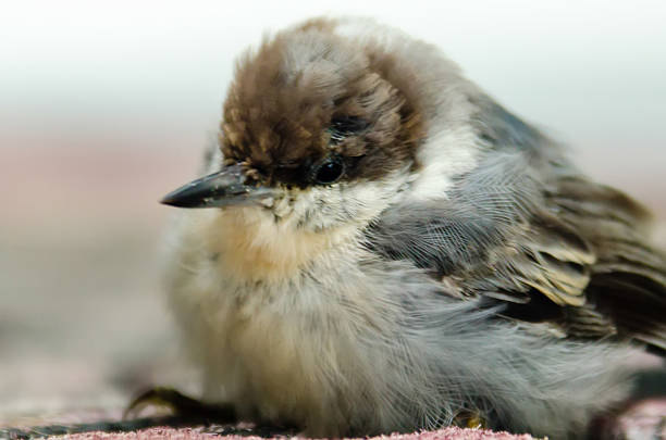 かわいい小さな赤ちゃんの鳥 - chirrup ストックフォトと画像
