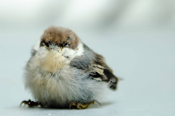 かわいい小さな赤ちゃんの鳥 - chirrup ストックフォトと画像