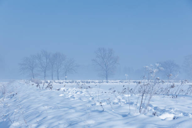 Winter landscape in the morning. A frosty, foggy and sunny day in fields, meadows and ponds. View of snow-covered white trees