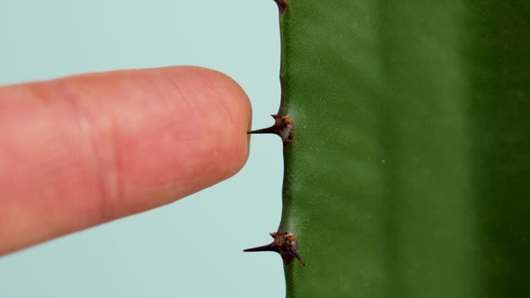 Contact between finger skin and prickly cactus thorn closeup on a blue background. Exploration and curiosity concept