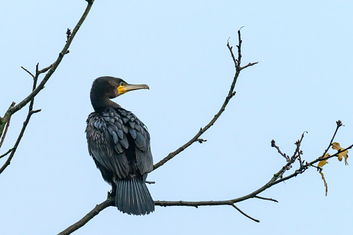 Great cormorant (Phalacrocorax carbo) sitting high up in a tree overlooking a lake in a nature reserve in Overijssel, Netherlands.