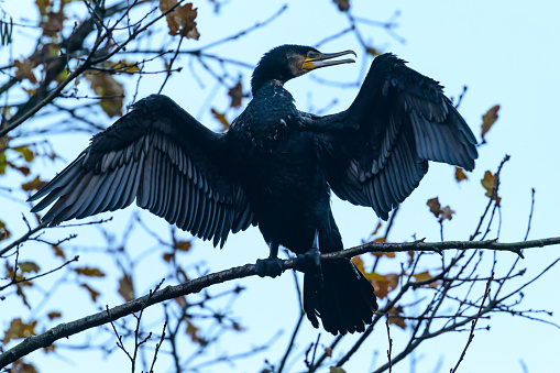 Great cormorant (Phalacrocorax carbo) sitting high up in a tree spreading its wings to dry the feathers.