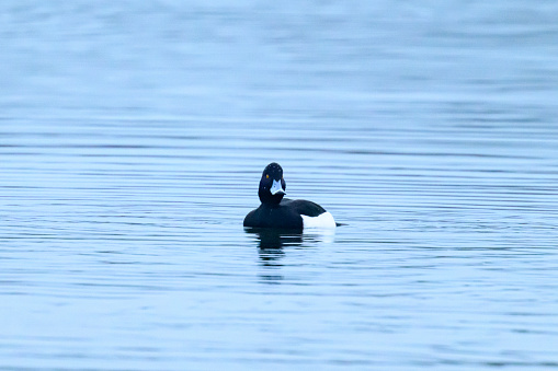 tufted duck or tufted pochard (Aythya fuligula) male swimming in a lake next to the river IJssel in Overijssel, Netherlands during an overcast winter day.