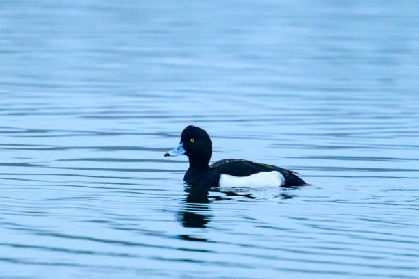 istock Tufted duck or tufted pochard swimming in a lake during winter 1864441603