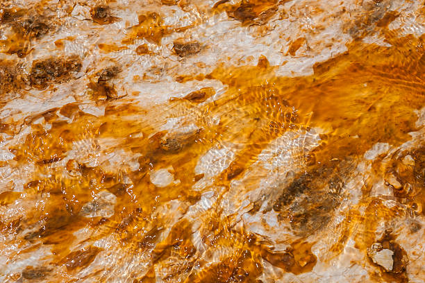 Colorful bacteria mat surrounding Grand Prismatic Spring, Midway Geyser Basin, Yellowstone National Park, Wyoming