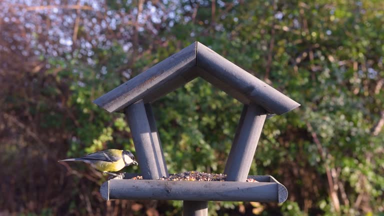 Bird feeder in garden